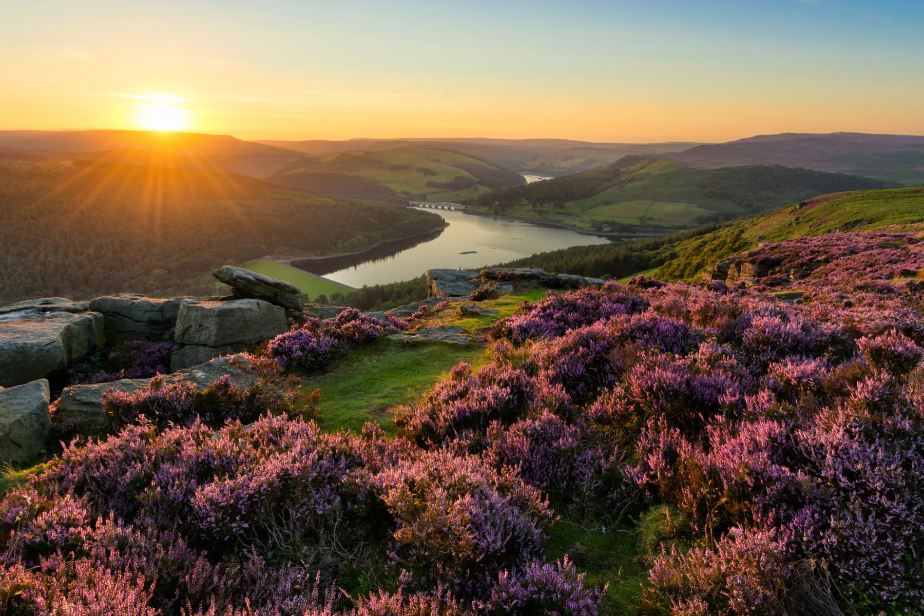 Bamford Edge Sunset With Vibrant Purple Heather.