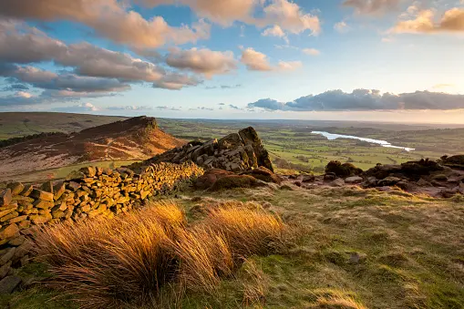 the roaches